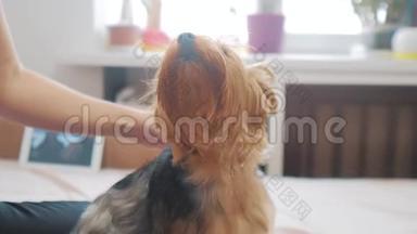 女人在刷牙。 狗搞笑视频。 女孩的生活方式梳理一点毛茸茸的狗宠物护理。 使用梳子的女人